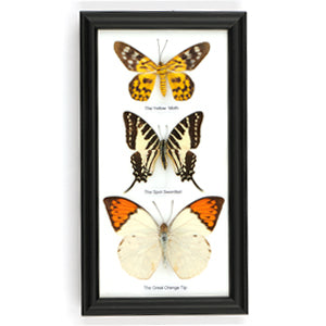 Trio of Framed Butterfly Specimens
