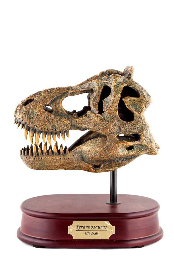Tyrannosaurus Rex Skull