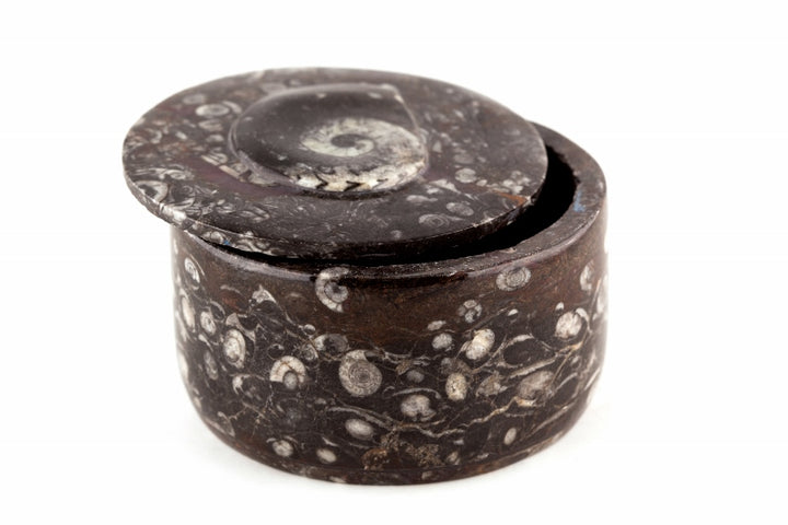 Ammonite Fossil Round Box