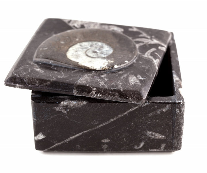 Ammonite Fossil Square Box