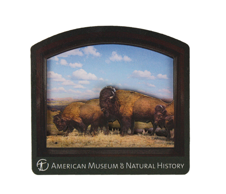 AMNH Bison Diorama Magnet