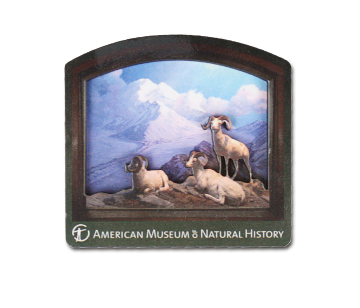 AMNH Dall Sheep Diorama Magnet