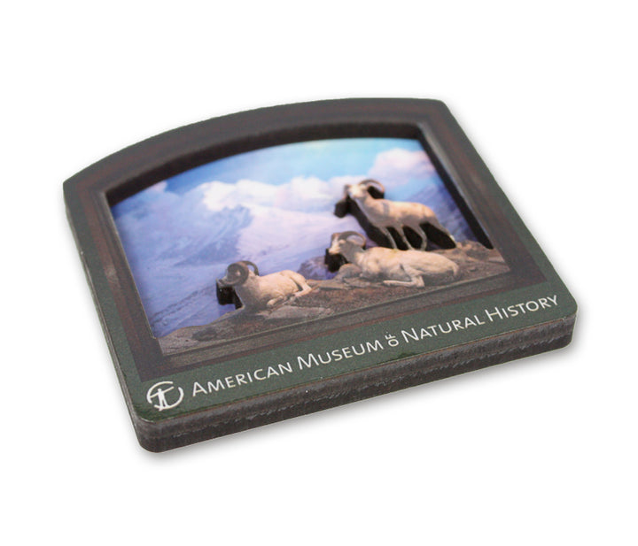 AMNH Dall Sheep Diorama Magnet