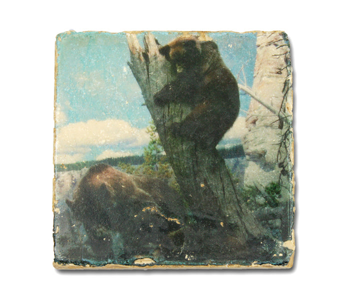 Grizzly Bear Coaster