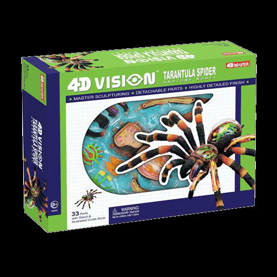 4D Tarantula Spider Anatomy Model