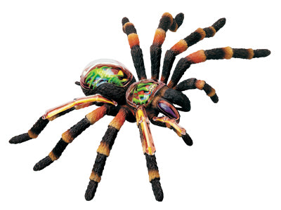 4D Tarantula Spider Anatomy Model
