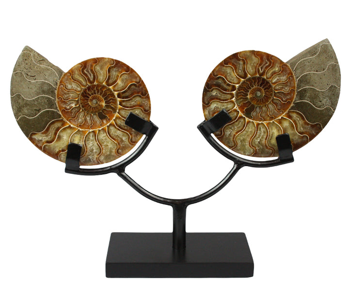 Polished Ammonite Pair Display