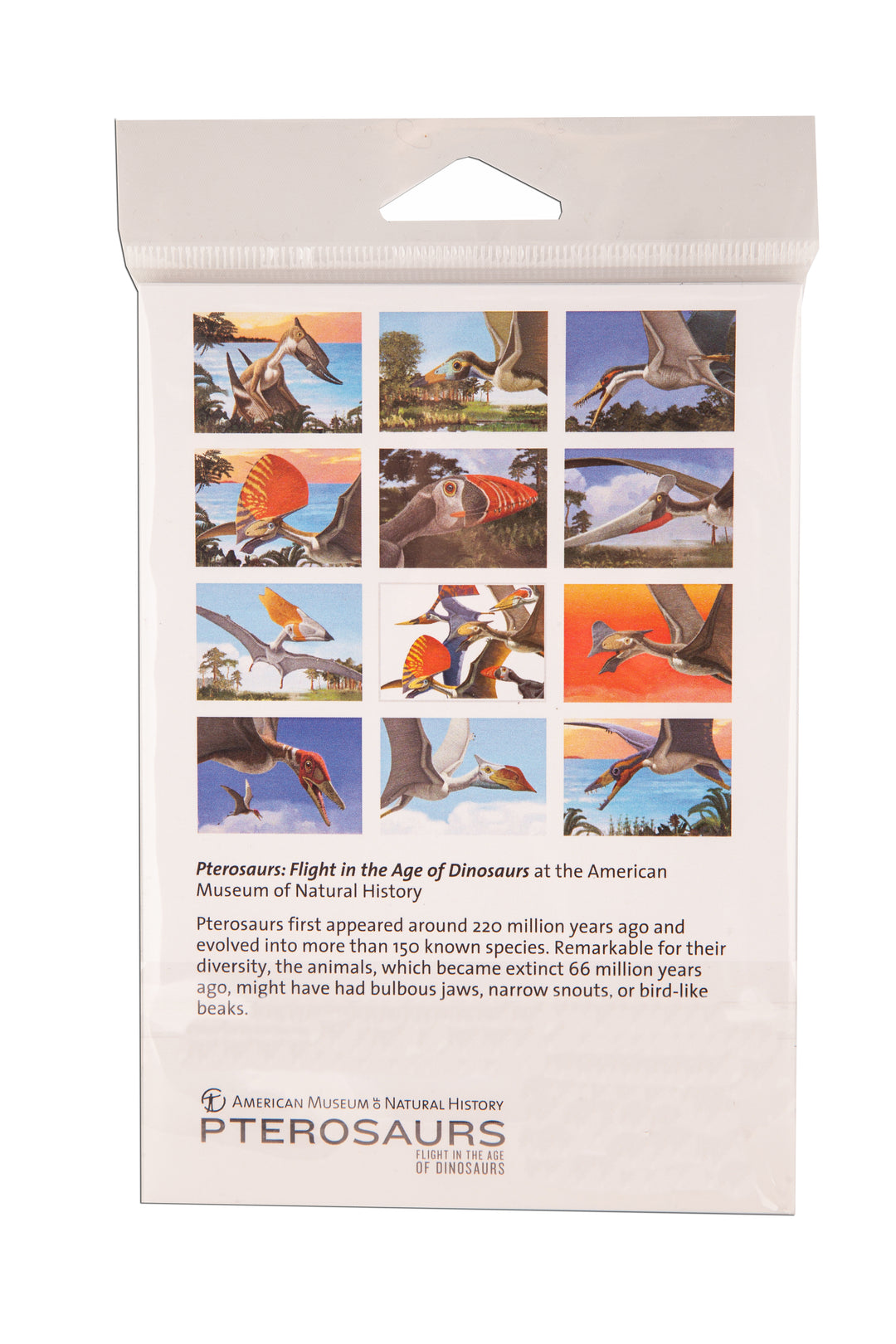 Pterosaur Postcard Set