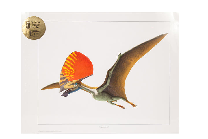 Digital Pterosaur Color Prints