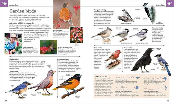 Audubon Nature Handbook