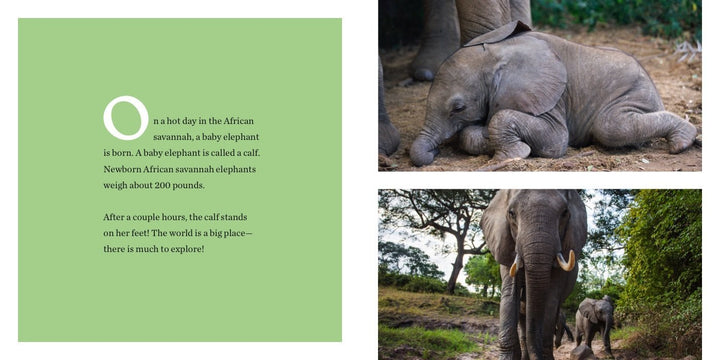 Baby Elephant Joins The Herd