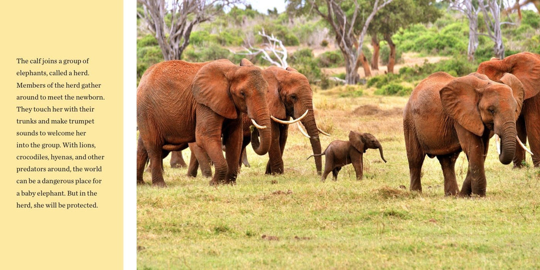Baby Elephant Joins The Herd