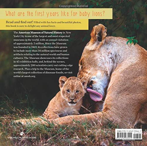 Baby Lions Join The Pride