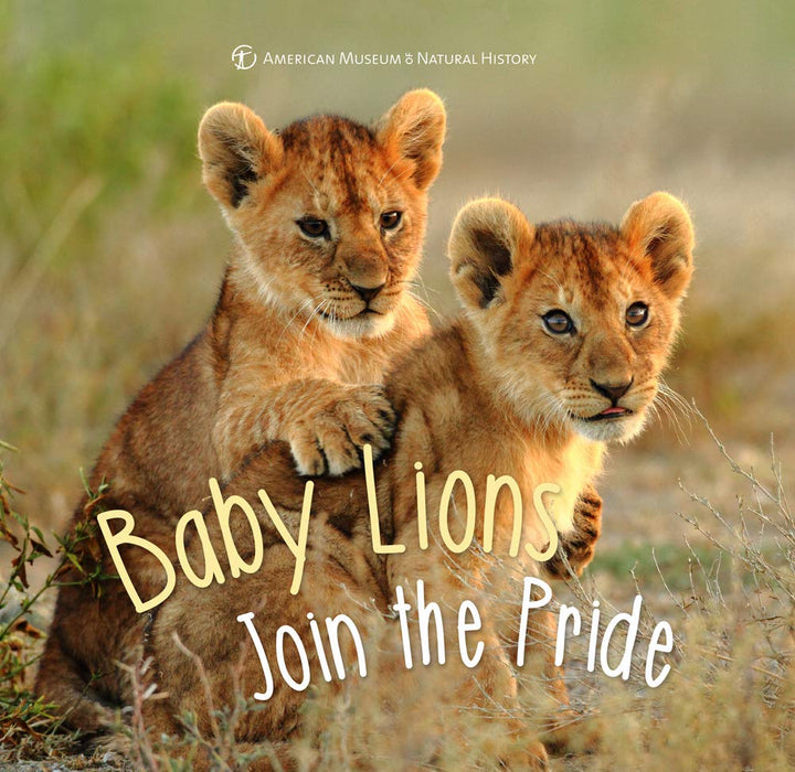 Baby Lions Join The Pride