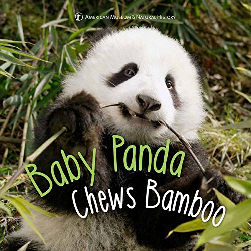AMNH Baby Panda Chews Bamboo