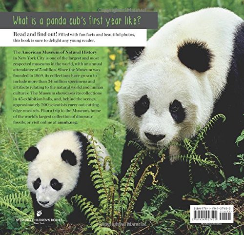 AMNH Baby Panda Chews Bamboo