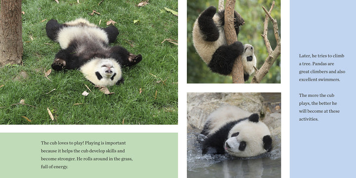 AMNH Baby Panda Chews Bamboo
