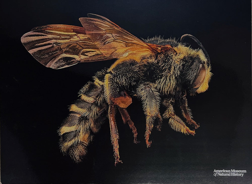 12 X 16 Print Apacha Sweat Bee