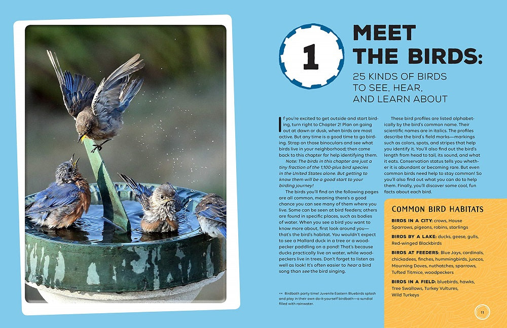 Birding Adventures For Kids