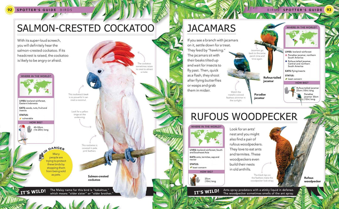 Jungle Animals: A Spotter's Guide