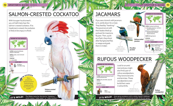 Jungle Animals: A Spotter's Guide