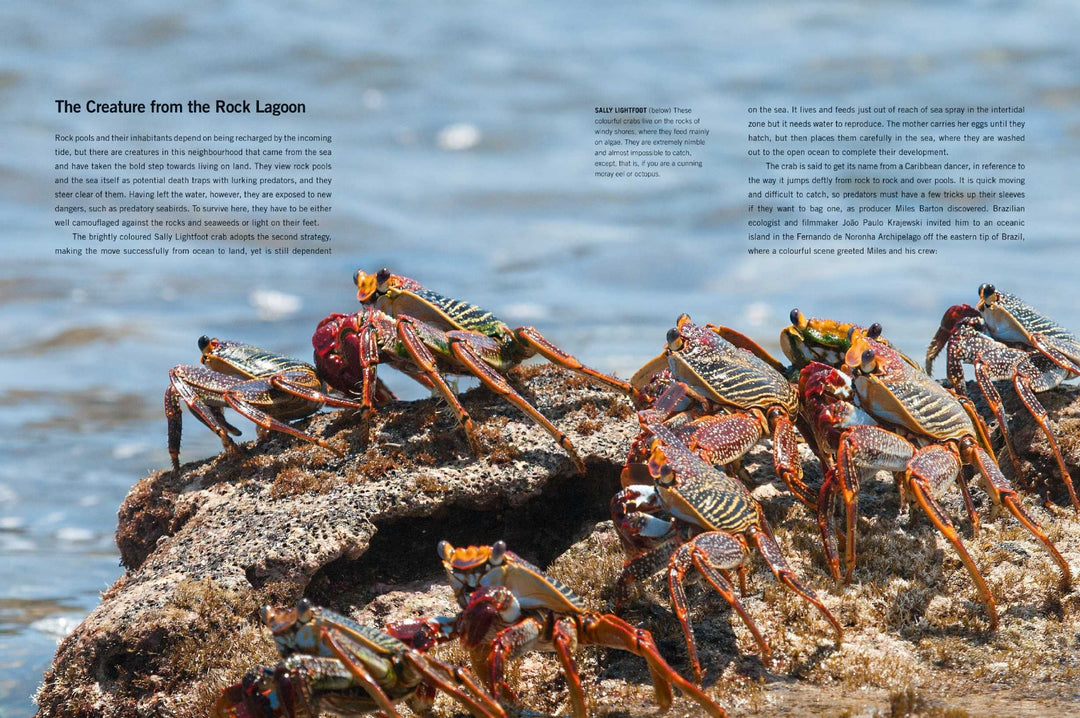Blue Planet II: A New World of Hidden Depths