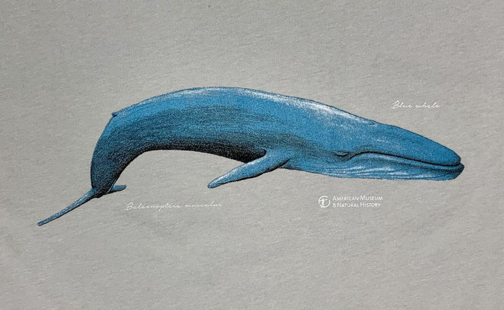Adult AMNH Vintage Blue Whale T-Shirt