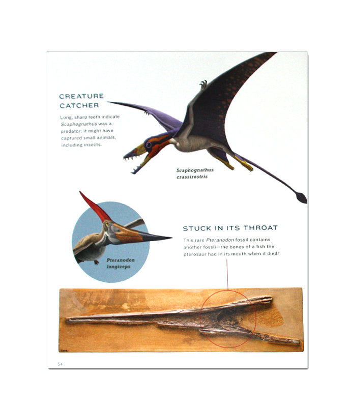 Pterosaurs Flight In The Age of Dinosaurs Exhibit Catalogue