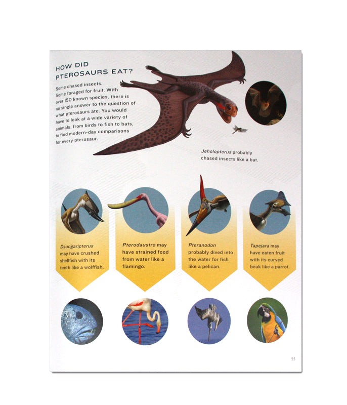 Pterosaurs Flight In The Age of Dinosaurs Exhibit Catalogue