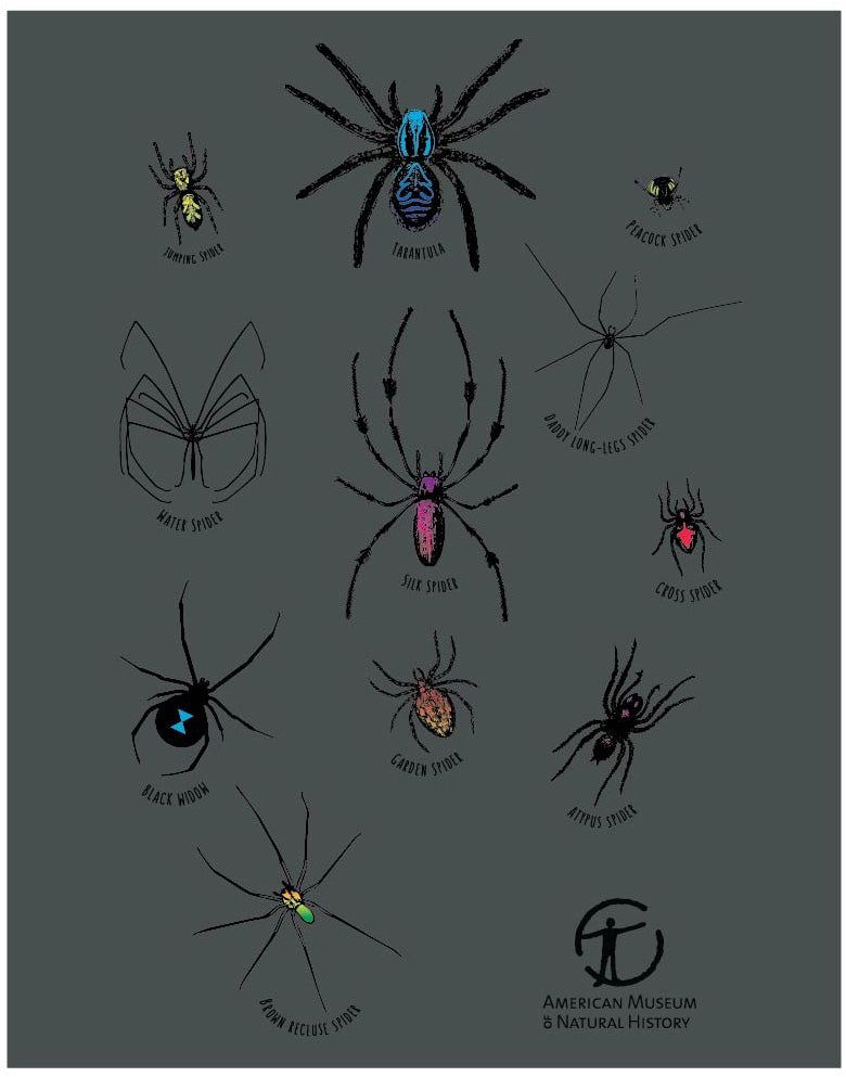 Boy's American Museum of Natural History Foil Spiders Tee