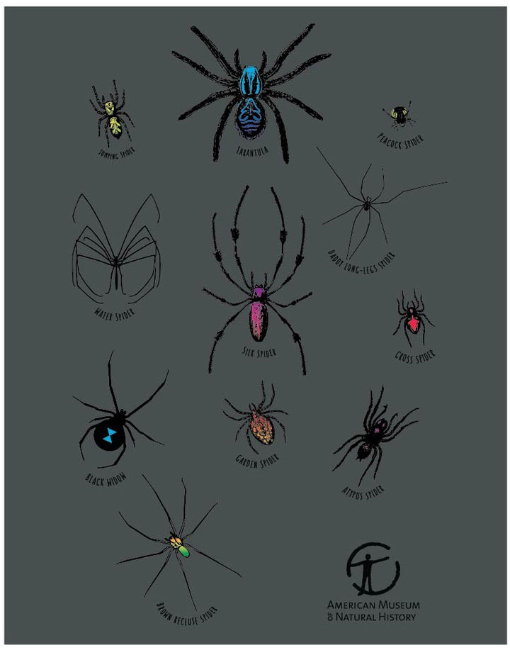 Boy's American Museum of Natural History Foil Spiders Tee