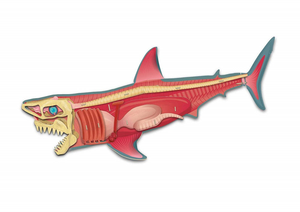 Discovery Build The Shark Kit