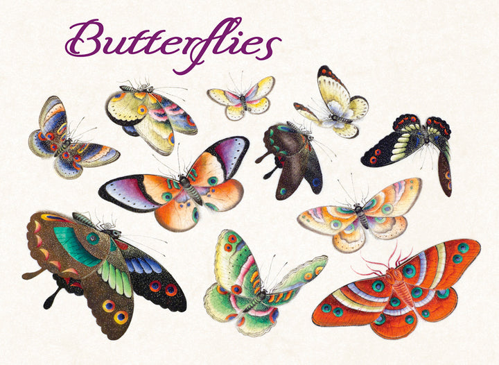 Butterflies Box of 20 Notecards