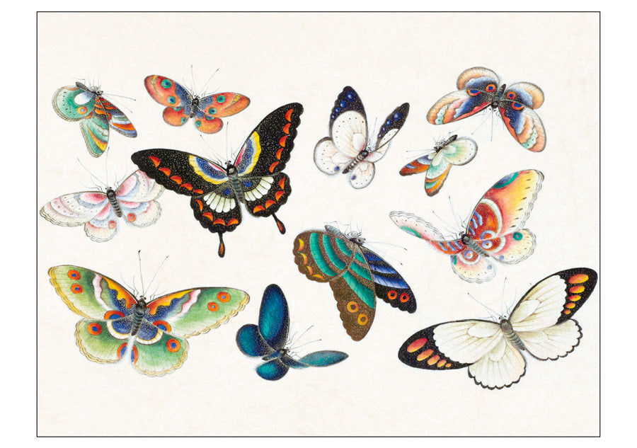 Butterflies Box of 20 Notecards