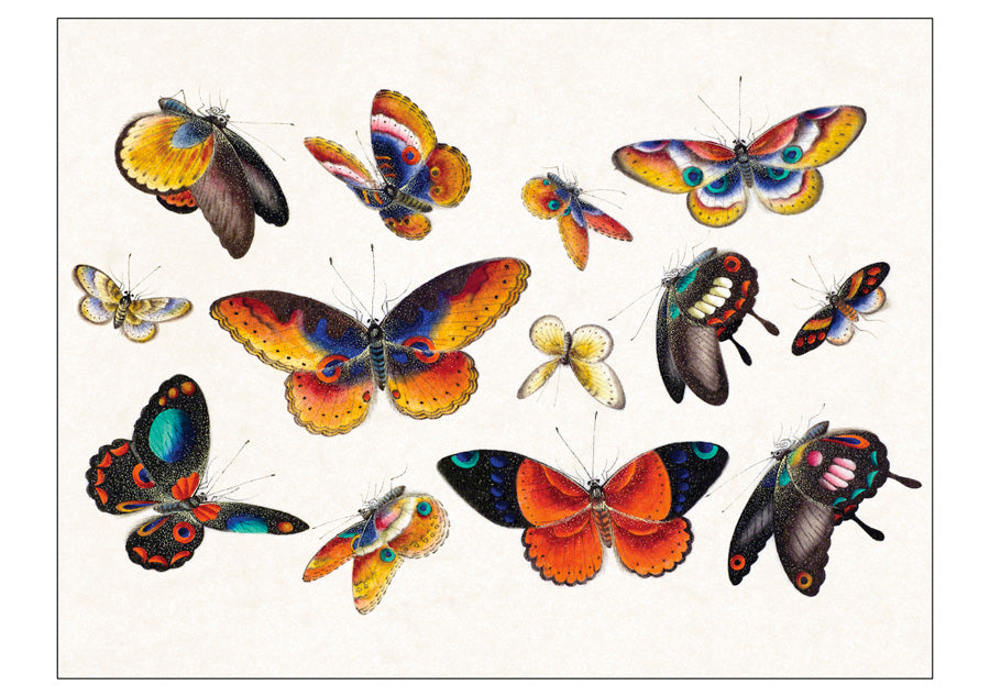 Butterflies Box of 20 Notecards
