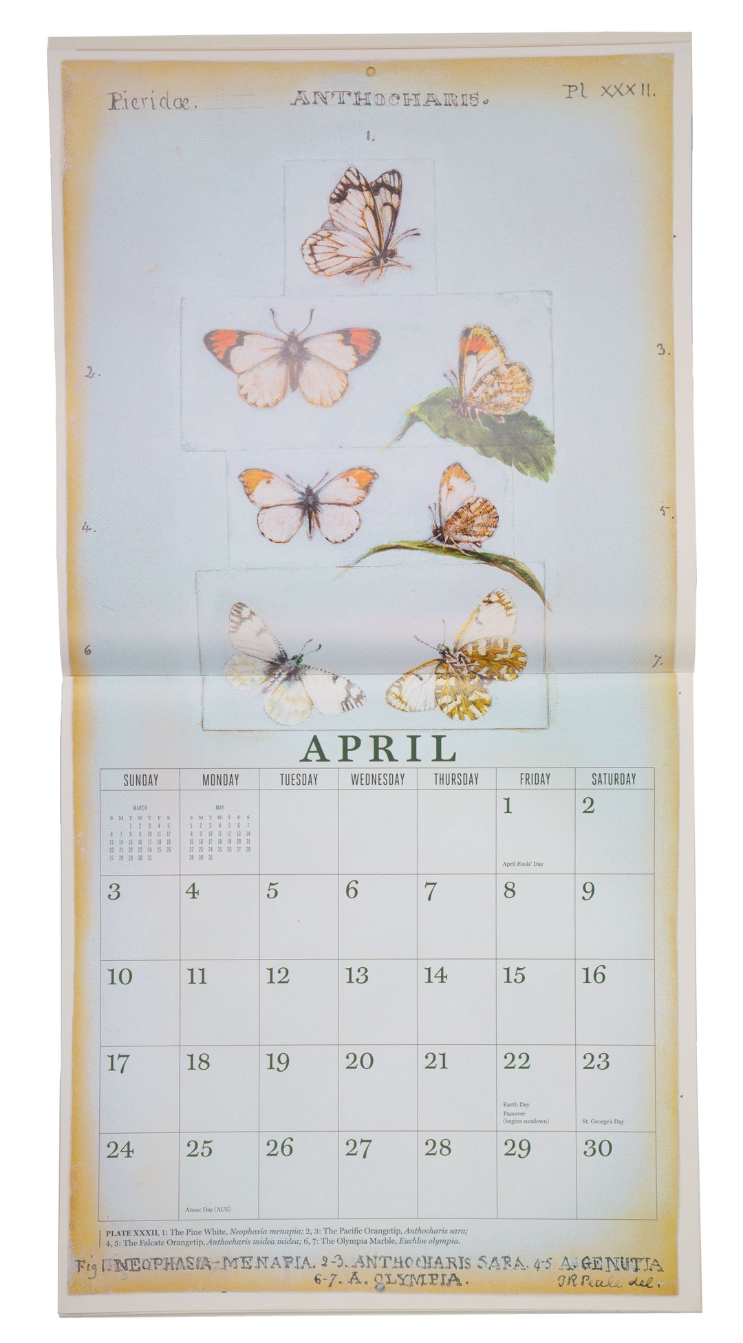 Butterflies of Titian Ramsay Peale 2016 Wall Calendar