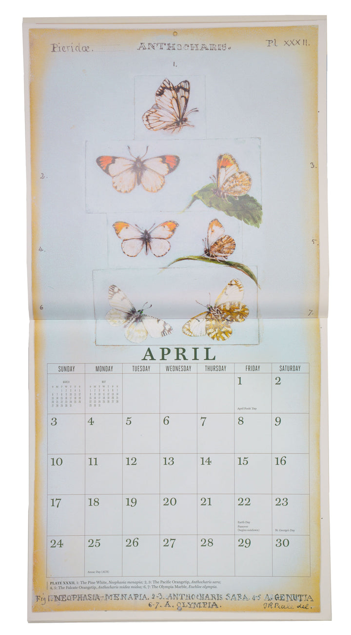 Butterflies of Titian Ramsay Peale 2016 Wall Calendar