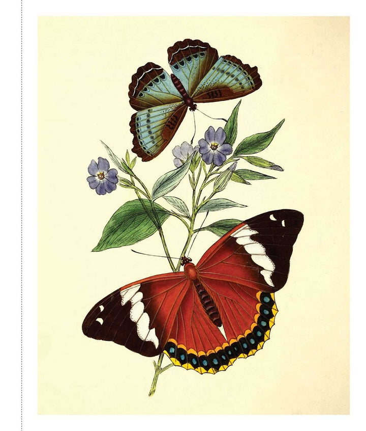 Instant Wall Art: Butterfly Botanical Prints