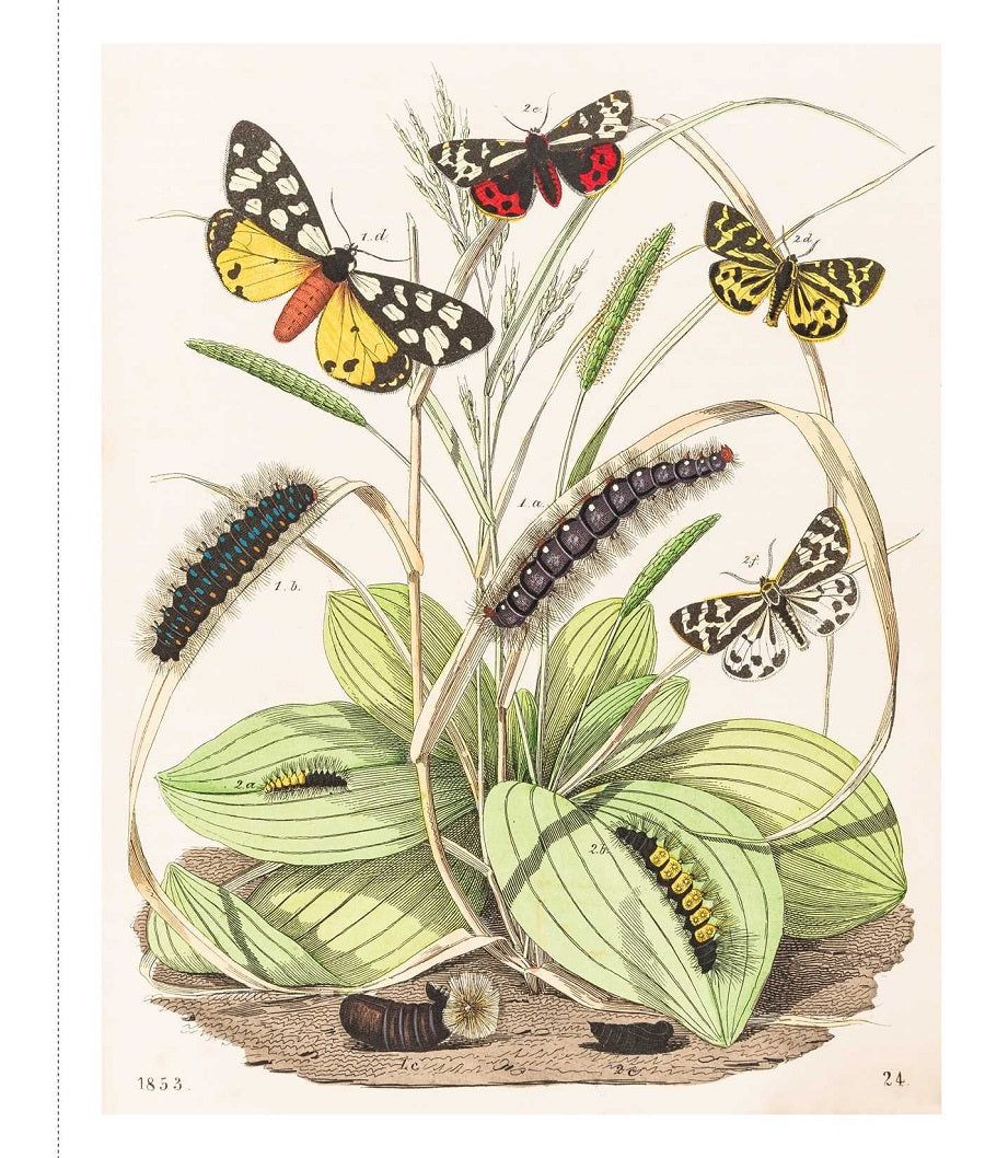 Instant Wall Art: Butterfly Botanical Prints