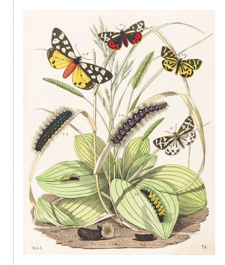 Instant Wall Art: Butterfly Botanical Prints