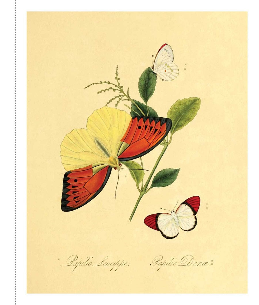 Instant Wall Art: Butterfly Botanical Prints