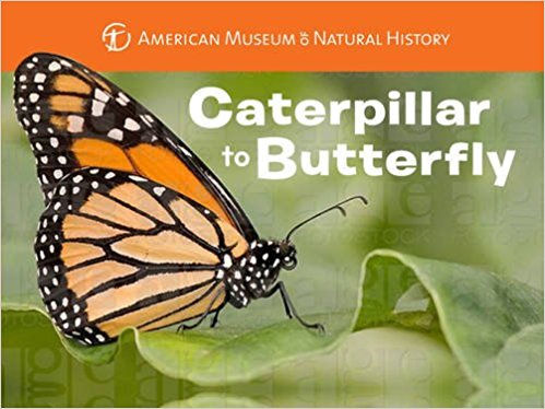 Caterpillar to Butterfly Board Book