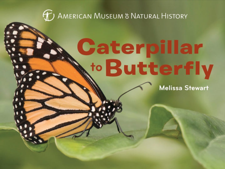 Caterpillar to Butterfly Board Book