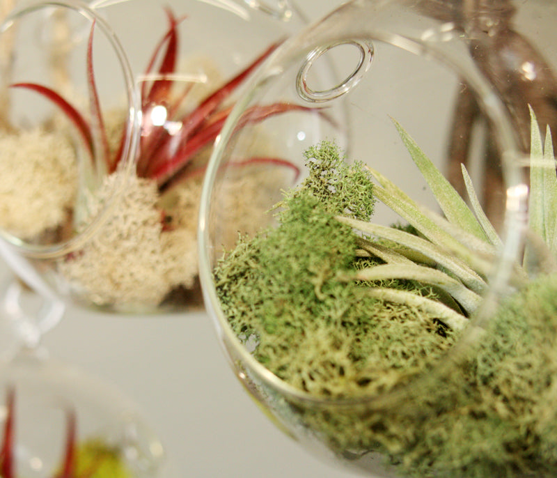 Hanging Globe Terrarium