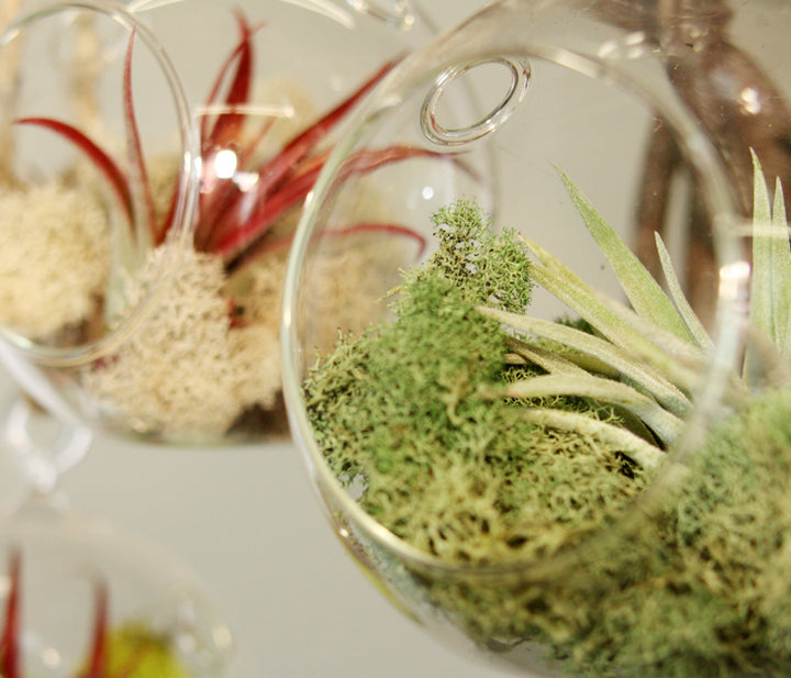 Hanging Globe Terrarium