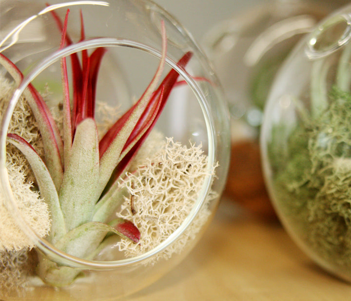 Hanging Globe Terrarium