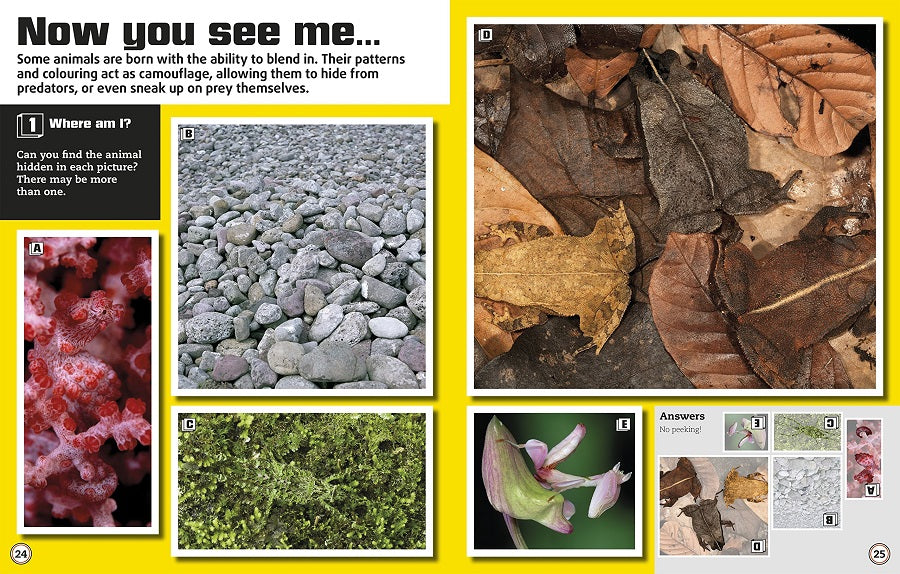 Color Illusions Interactive Book