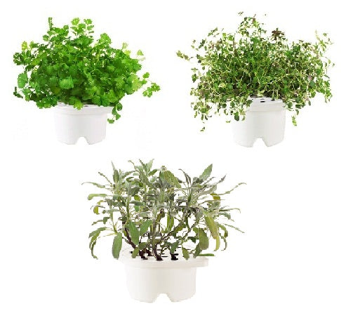 Click & Grow Herb  Refill Kits