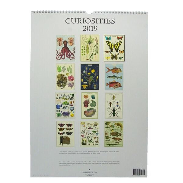 2019 Curiosities Wall Calendar