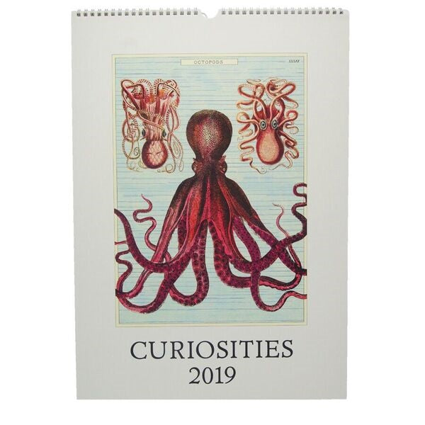 2019 Curiosities Wall Calendar